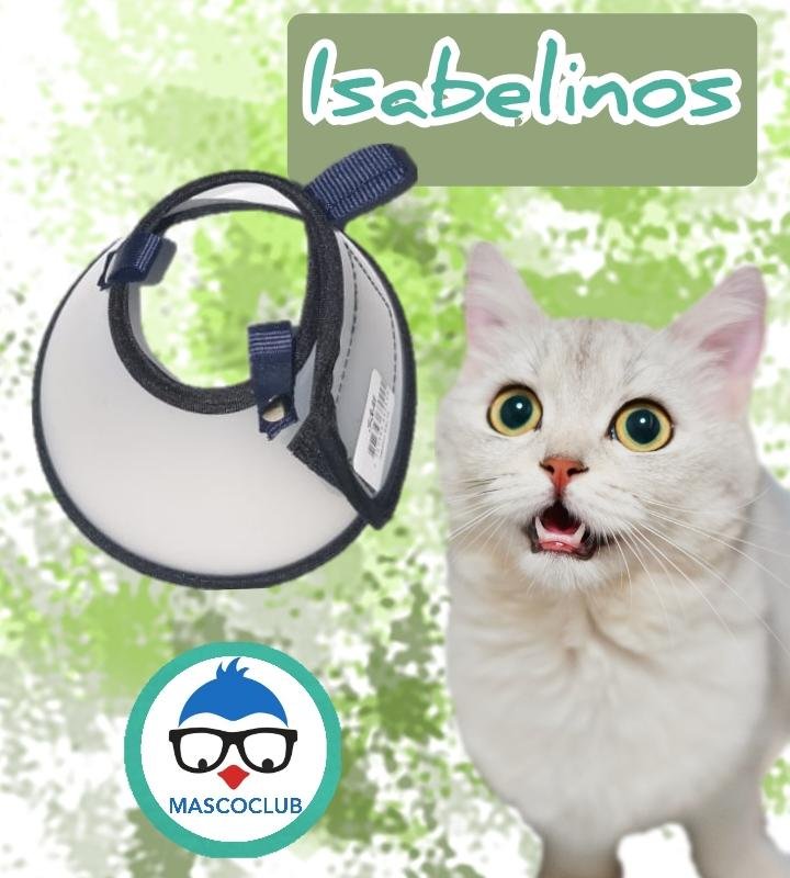 Collares Isabelinos en velcro
