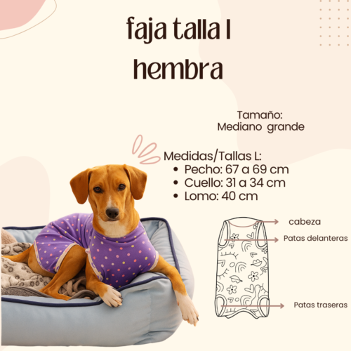 Faja Postquirúrgica Talla L Hembra