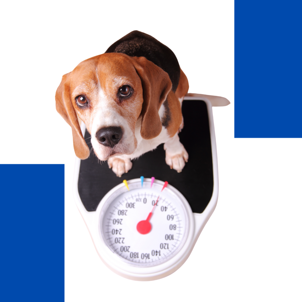 Medida de dona isabelina por peso