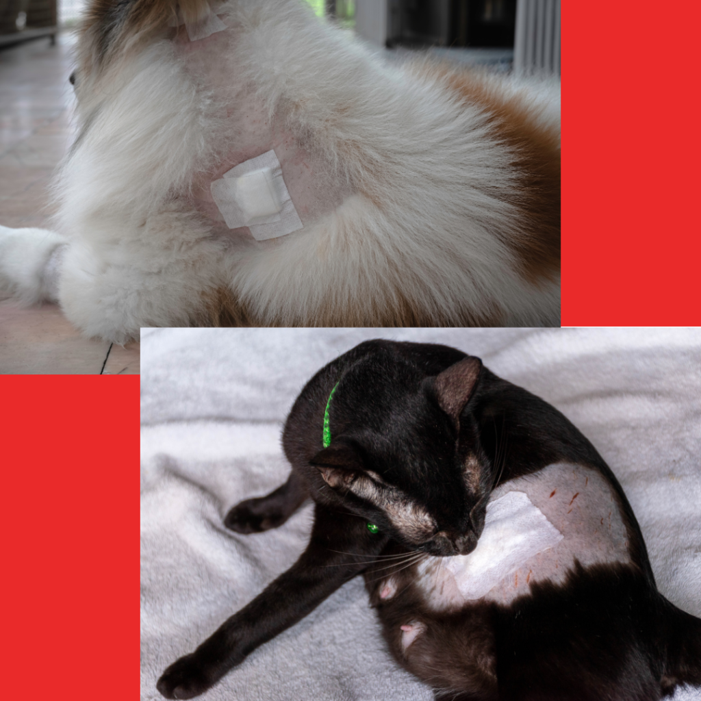 perro y gato herido dona isabelina al por mayor