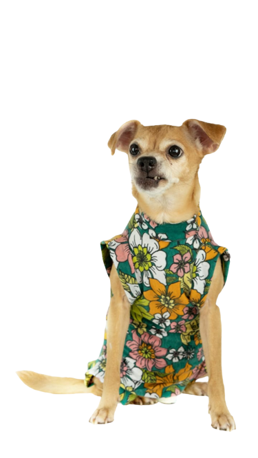 Fajas postquirúrgicas al por mayor para perros