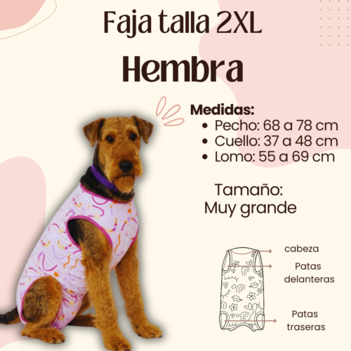 Faja Postquirúrgica Talla 2XL Hembra