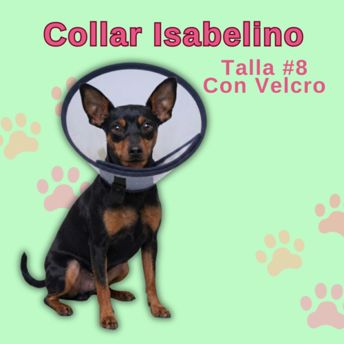 Collar Isabelino en Velcro - #8