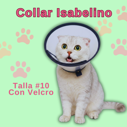 Collar Isabelino en Velcro - #10