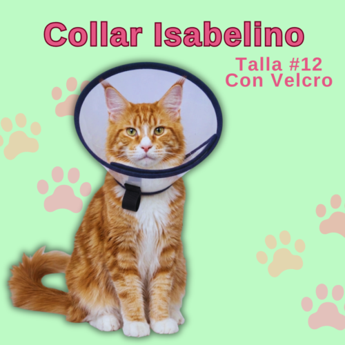 Collar Isabelino en Velcro - #12