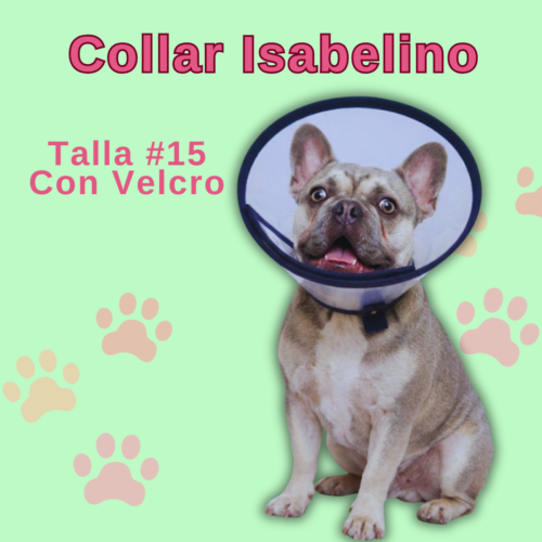 Collar Isabelino en Velcro - #15