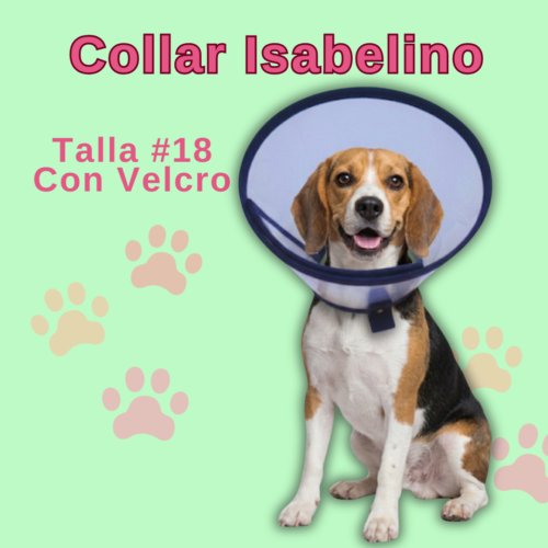 Collar Isabelino en Velcro - #18