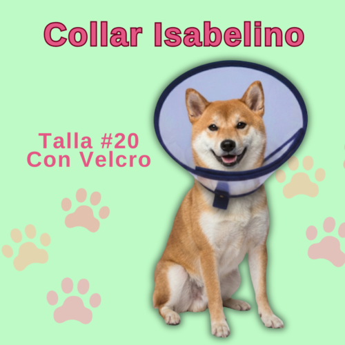 Collar Isabelino en Velcro - #20