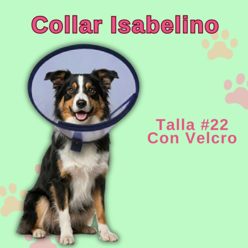Collar Isabelino en Velcro - #22