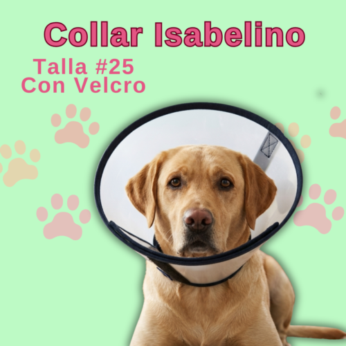Collar Isabelino en Velcro #25