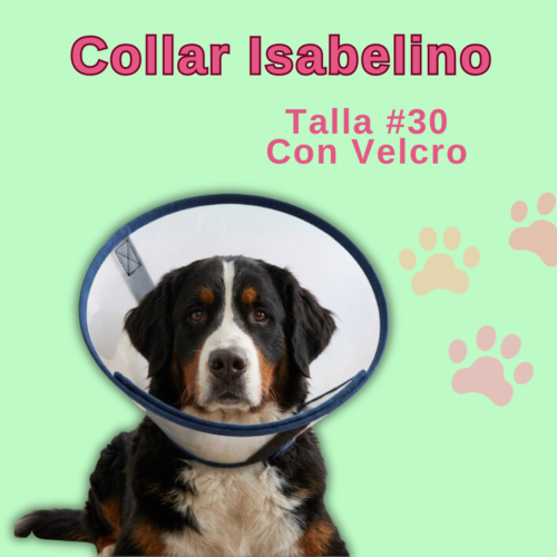 Collar Isabelino en Velcro - #30