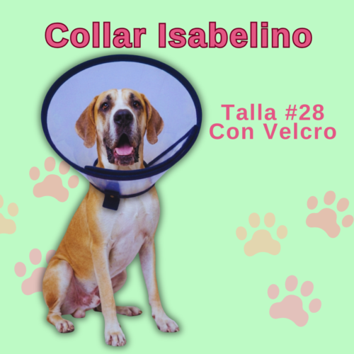 Collar Isabelino en Velcro - #28