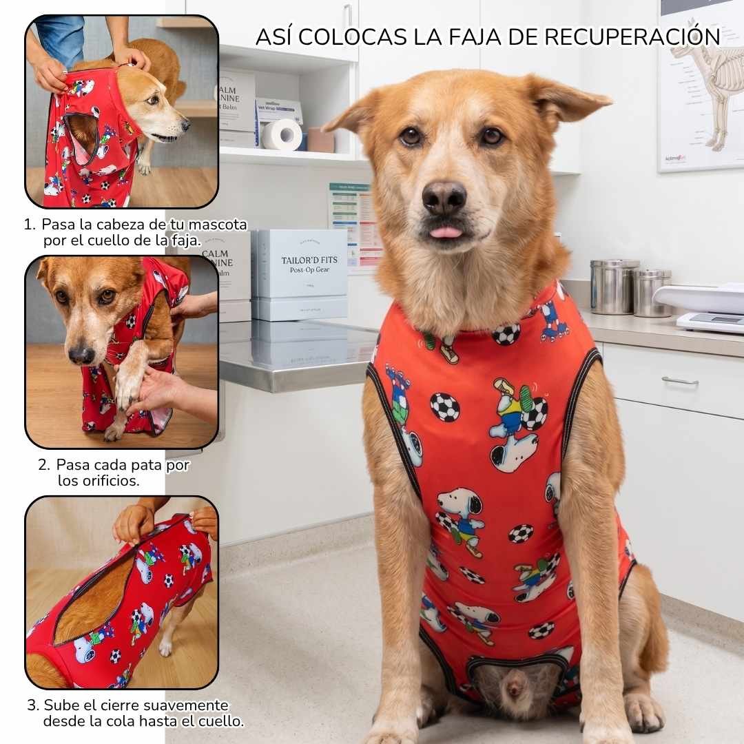 Detalle de la faja postquirúrgica anatómica Masco Club para mascotas